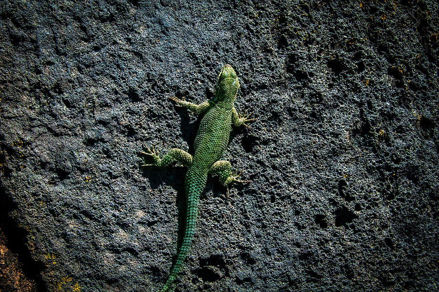 Tzintzuntzan Lizard Photograph by William Scott Koenig