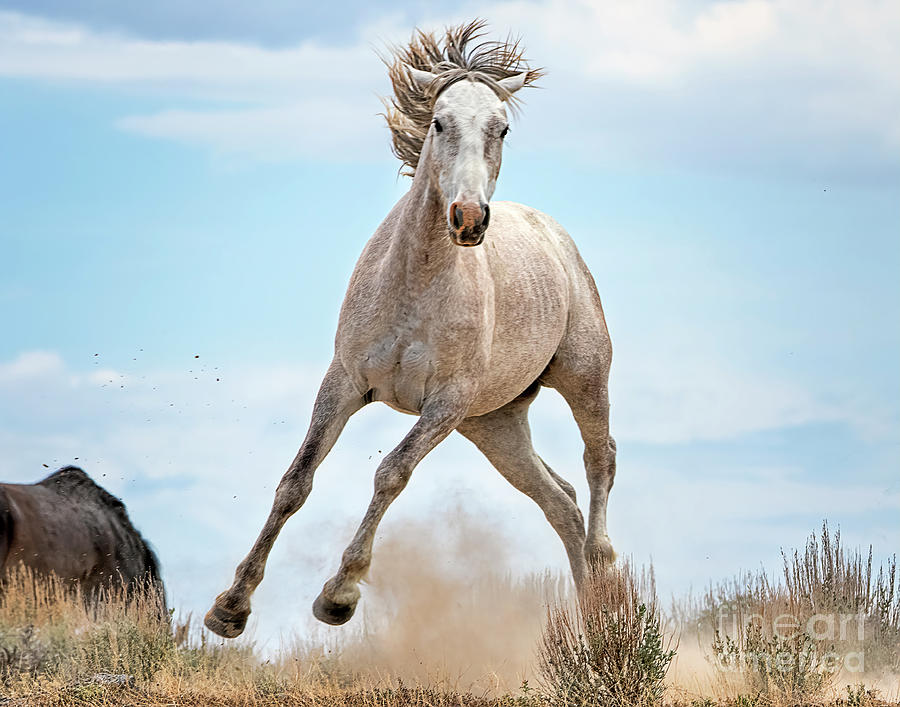 Mustang Photograph - U Turn by Jim Garrison