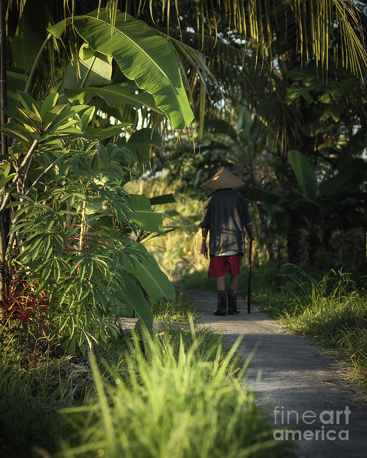 Ubud Country Life Photograph by Tyler Rooke