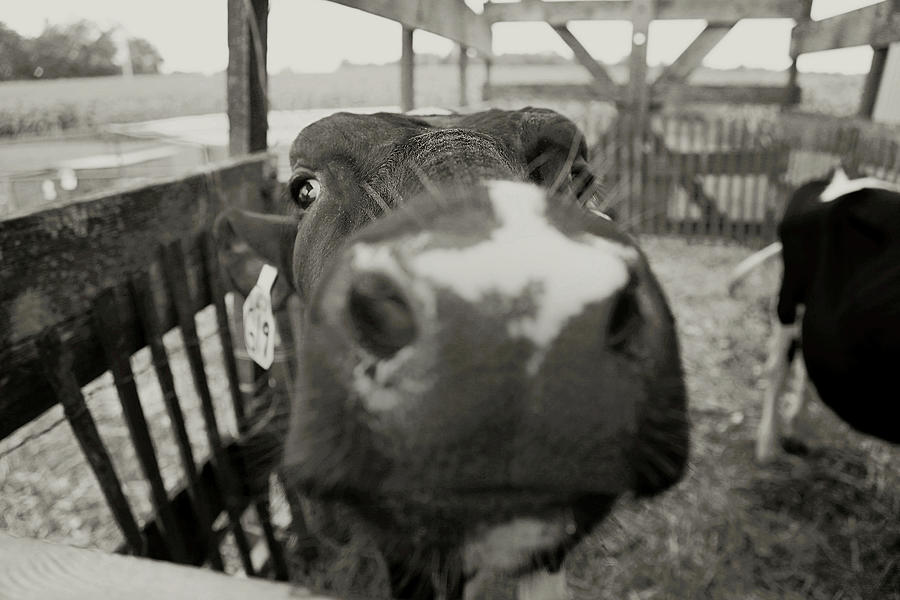 Black And White Photograph - Udderly Too Cute by Carrie Ann Grippo-Pike