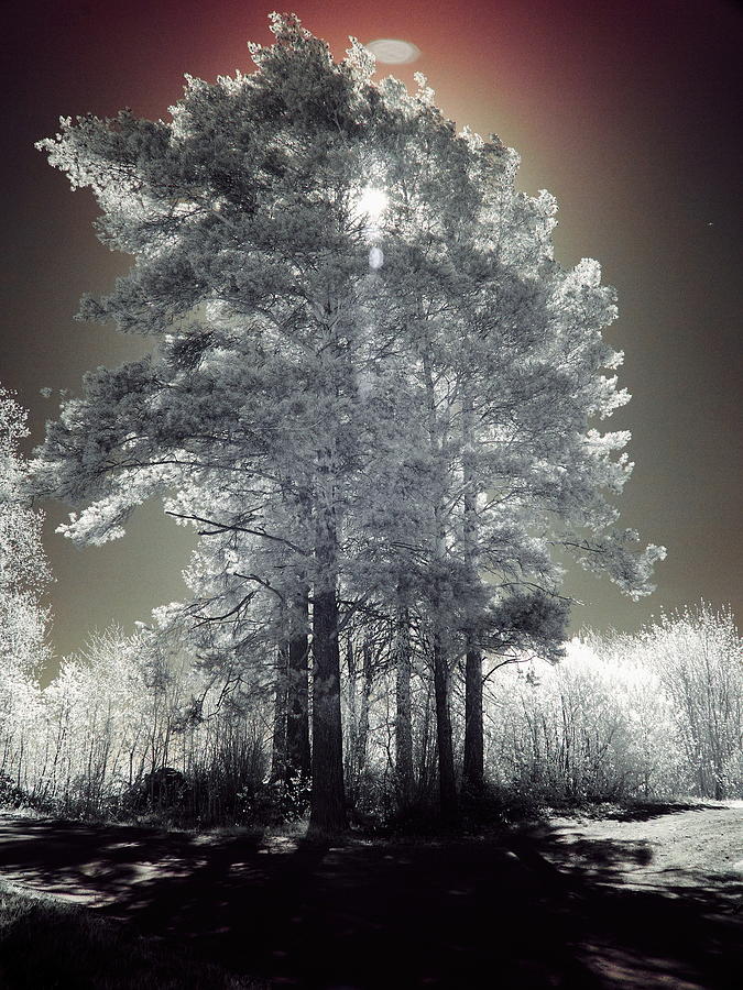 UFO rising. Infrared photography Photograph by Jouko Lehto