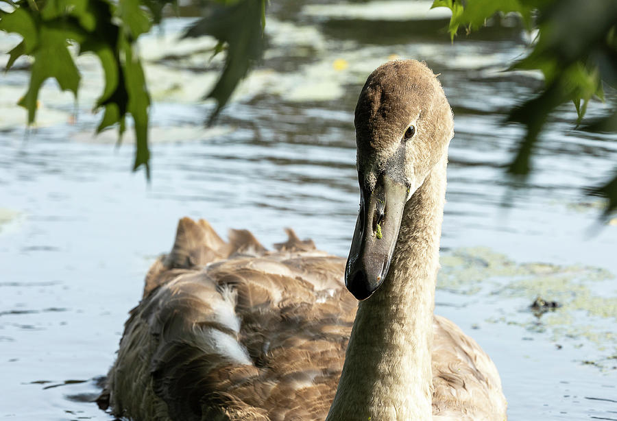 Ugly Duckling  Photograph by Catherine Grassello