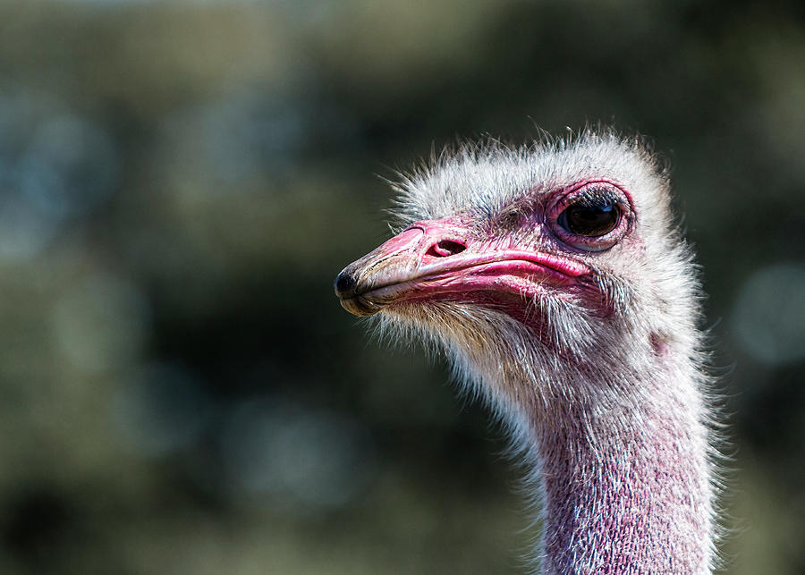 Ugly Ostrich Photograph by Patti Deters