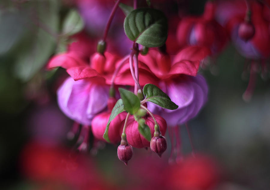 Fanciful Fuchsia  Photograph by Jessica Jenney