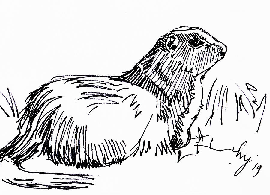 Uinta ground squirrel drawing Drawing by Mike Jory