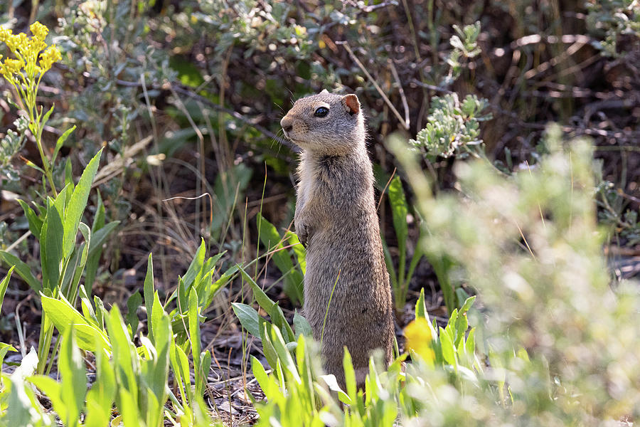 Uinta Ground Squirrel Stands Tall Photograph by Tony Hake