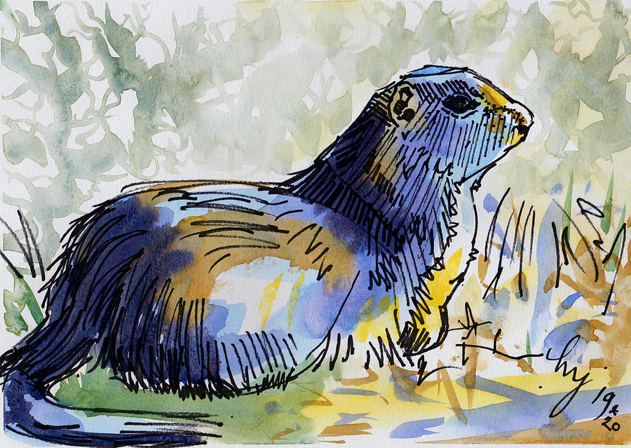 Uinta ground squirrel watercolor painting Painting by Mike Jory