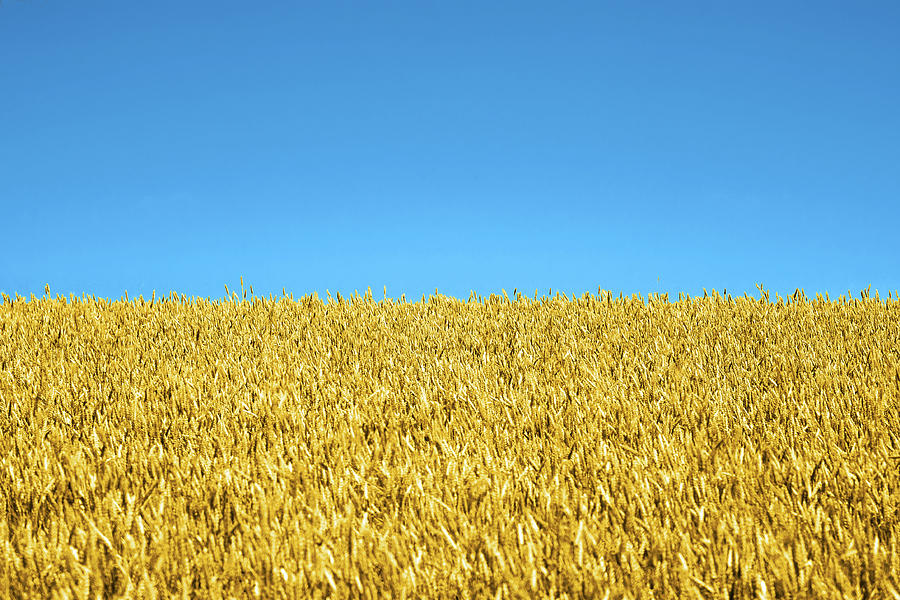 Ukraine in Wheat Photograph by Todd Klassy