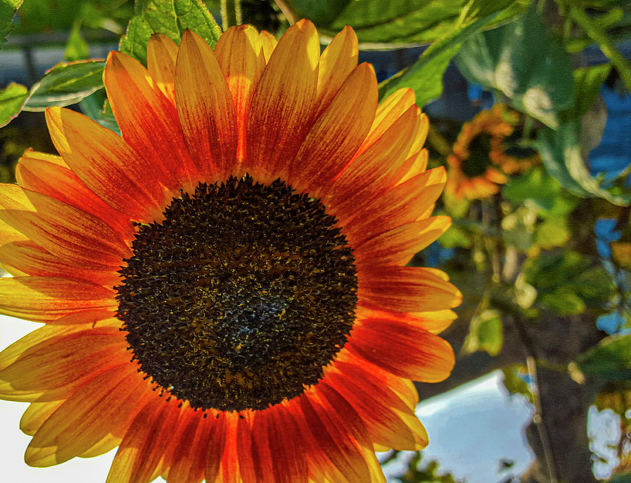 Ukraine Sunflower Photograph by Matthew Bamberg