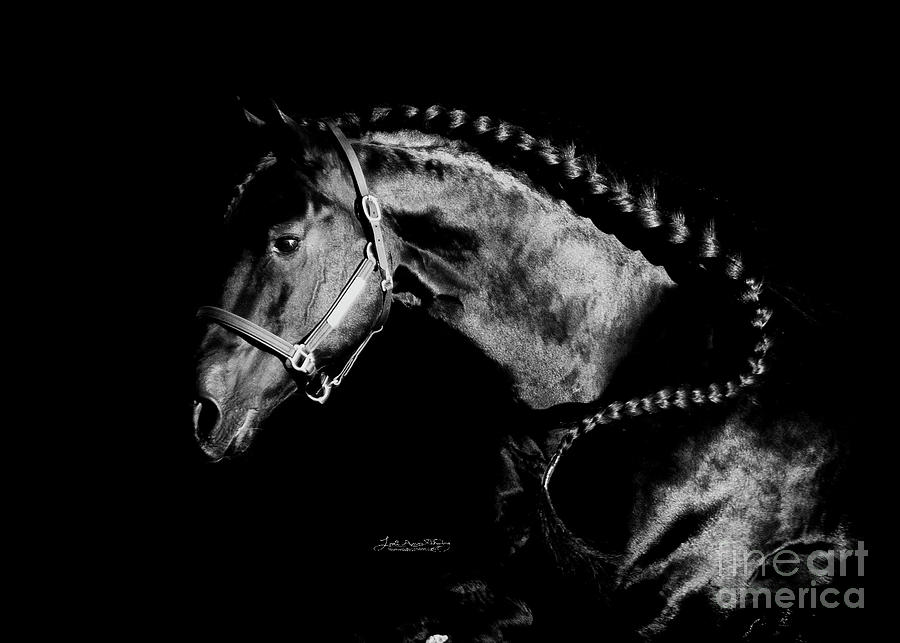 Uldrik Profile Black and White Photograph by Lori Ann  Thwing