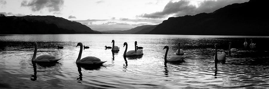 Ullswater Swans Black and White Lake District Photograph by Sonny Ryse