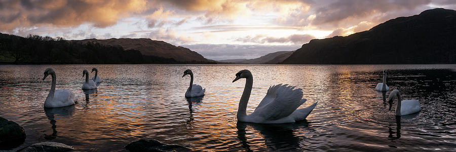 Ullswater Swans Sunrise Lake District Photograph by Sonny Ryse
