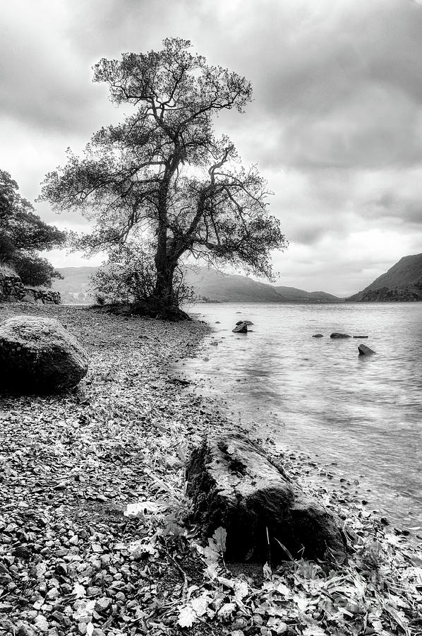 Ullswater Tree Photograph by Colin Woods