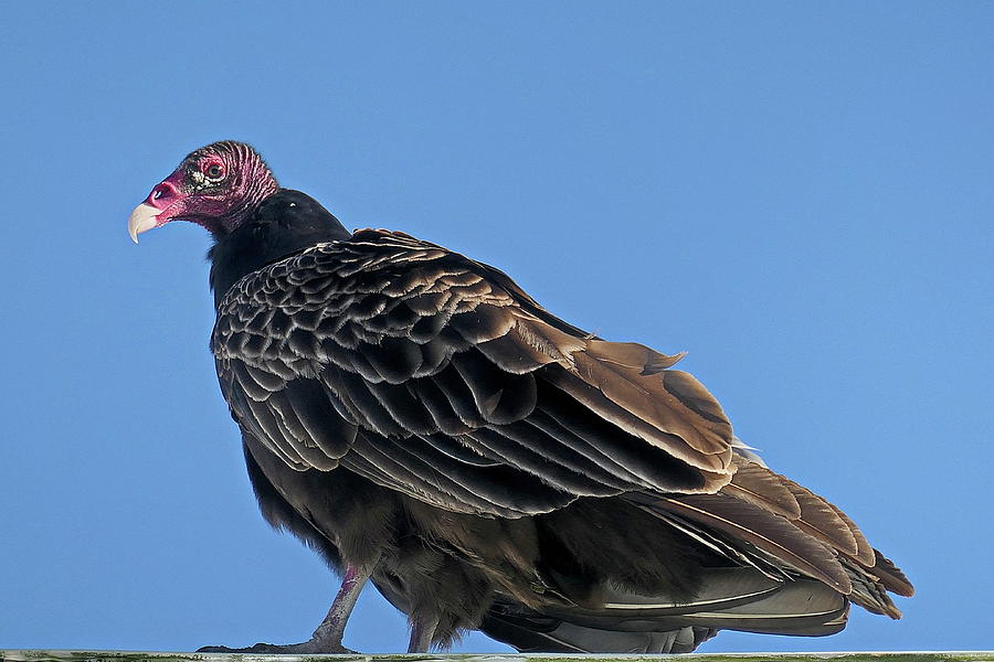 Ultimate Scavenger Turkey Vulture Photograph by Lyuba Filatova