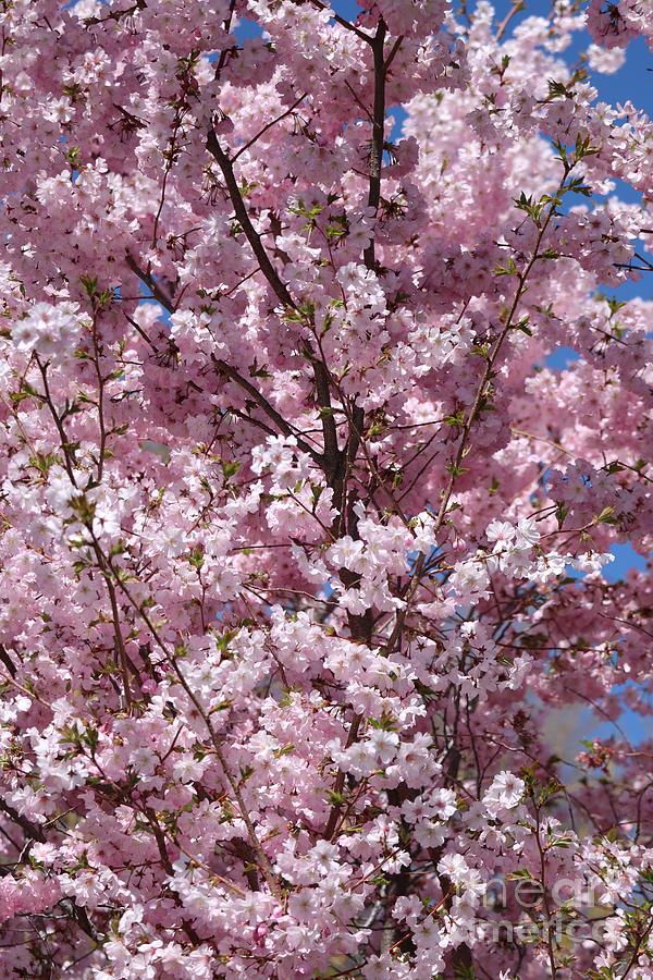 Ultimate Spring Pink Blossoms Photograph by Carol Groenen