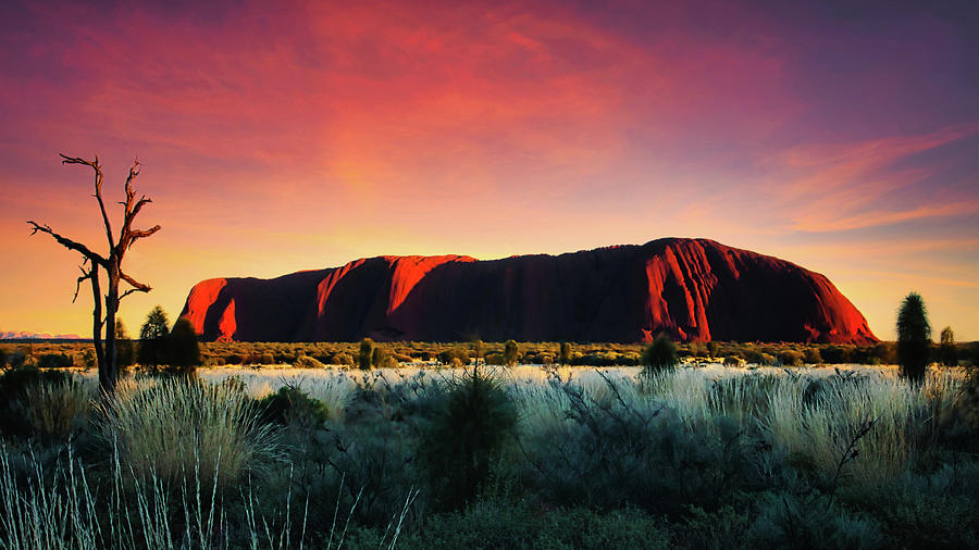 Uluru at Dawn Photograph by Lexa Harpell