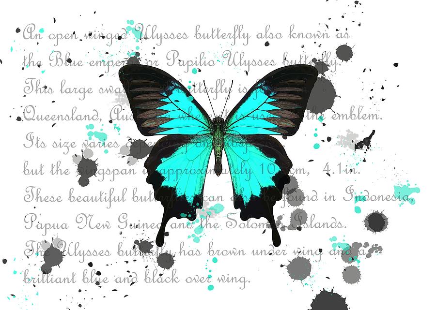 Ulysses Butterfly White Background Drawing by Joan Stratton