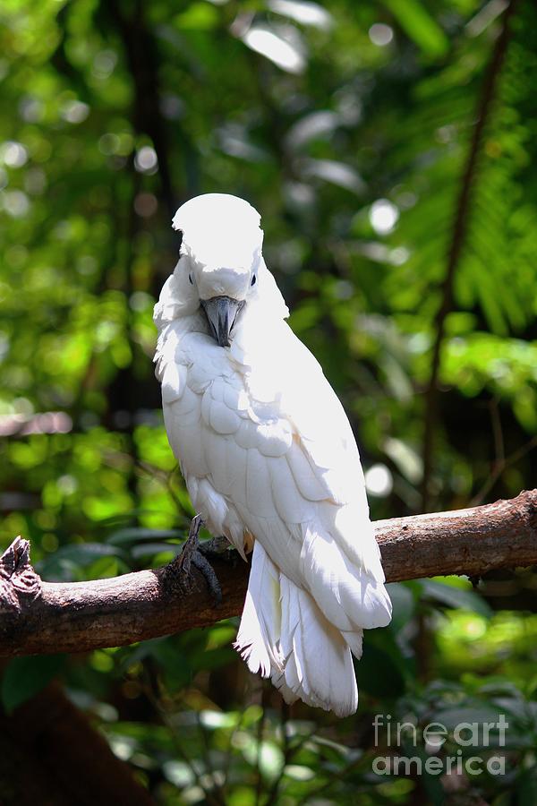 yellow umbrella cockatoo