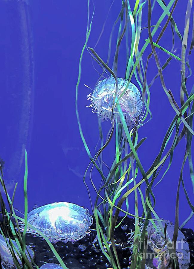 Umbrella Jellyfish Photograph