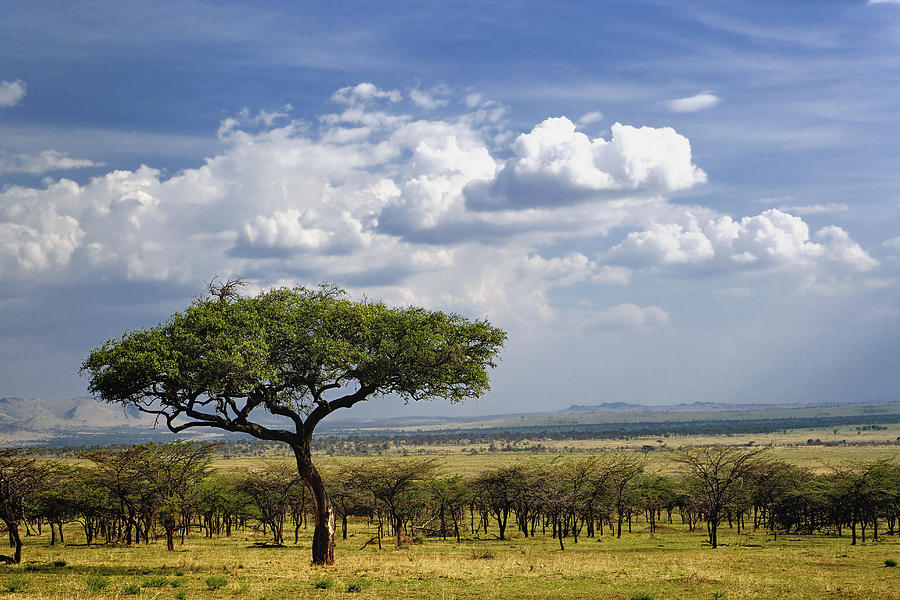 Umbrella Thorn Acacia tree and forest Photograph by Adam Jones
