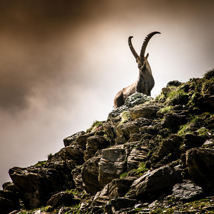 Un bouquetin aux Evettes - An ibex in french Alps Photograph by Luc Neuville