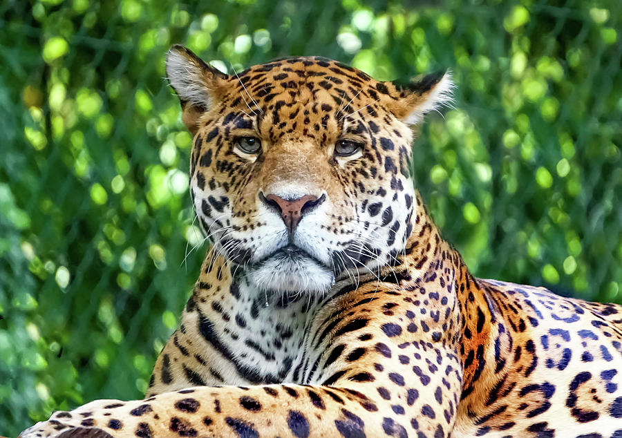 Un Jaguar Photograph by Patricia Bergey - Fine Art America