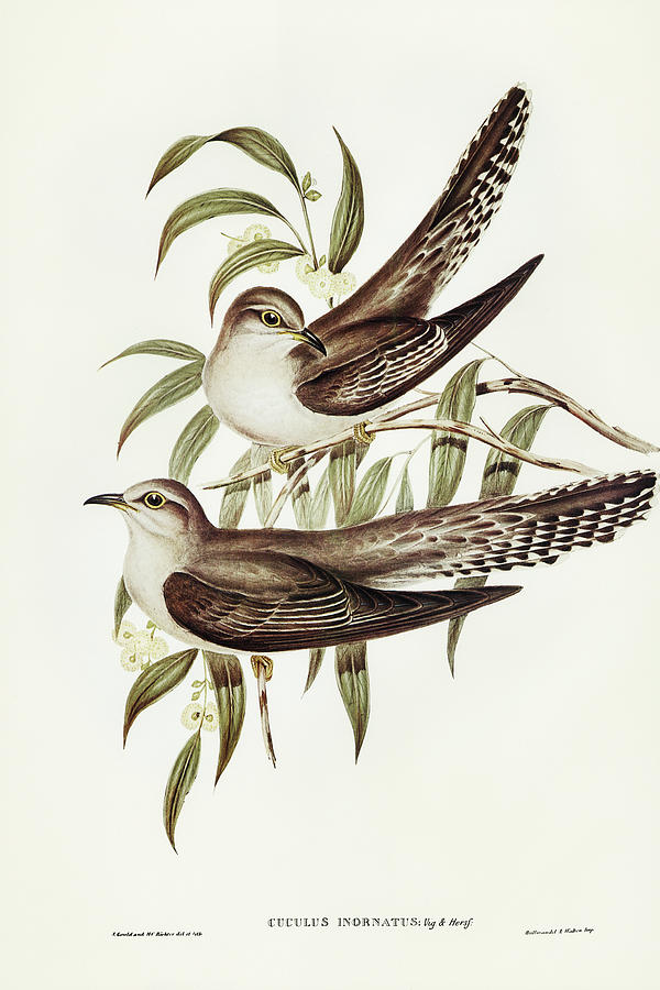 John Gould Drawing - Unadorned Cuckoo, Cuculus inornatus by John Gould