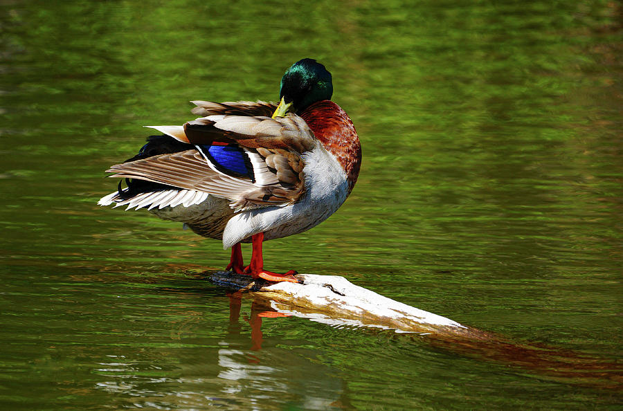 Unappreciated Bird Photograph by Amber Althouse - Fine Art America