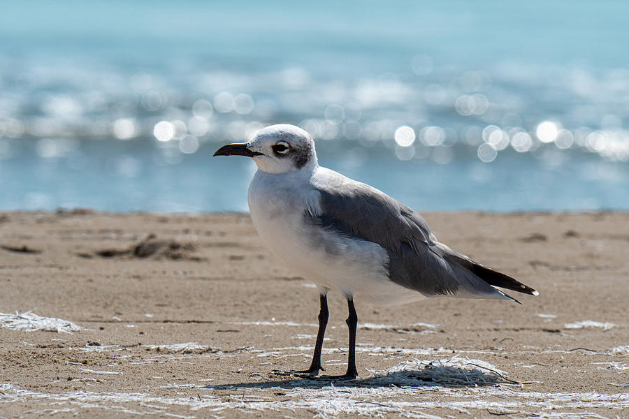 Unappreciated Seagull Photograph by Steve Templeton