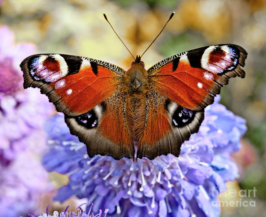 Unbeatable Beauty - Peackok Butterfly Photograph