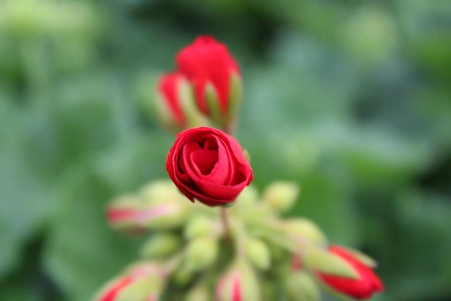 Unbloomed Flower Photograph by Antonio Hernandez Fine Art America