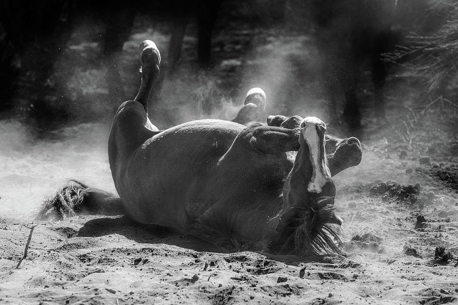 Unbridled Joy A Monochrome Masterpiece Of A Horses Playful Roll Photograph