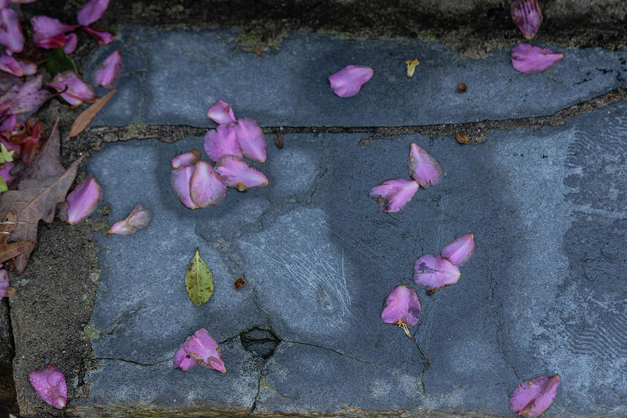 UNC Flowers on Ground  Photograph by John McGraw