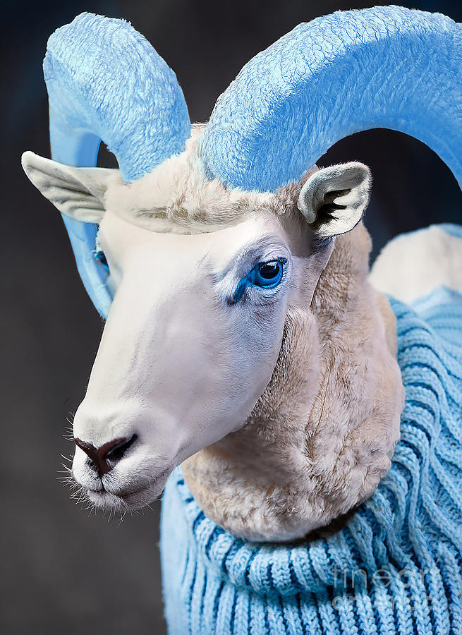 UNC Ram Head Photograph by Jt PhotoDesign - Pixels