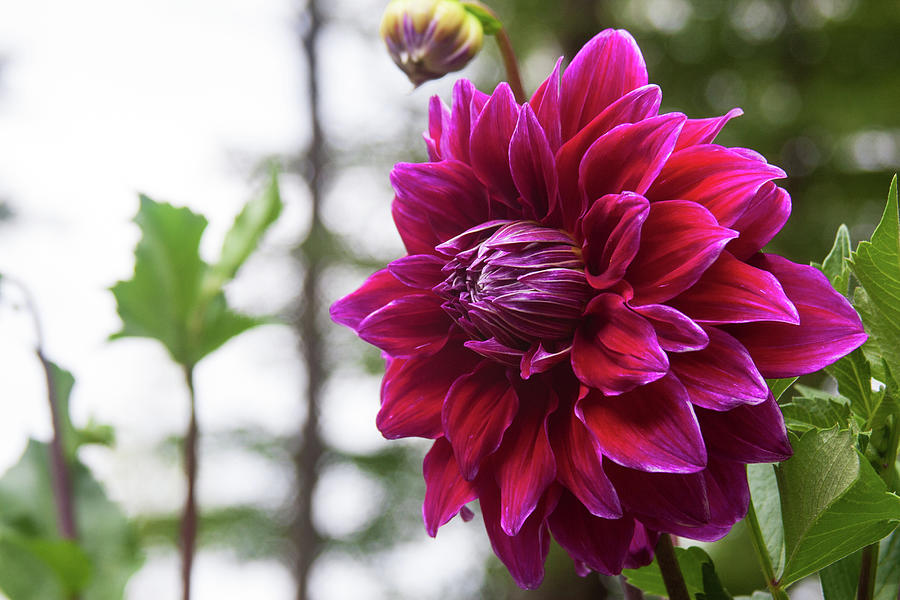 Uncle B Dahlia Photograph By Debby Skogman - Fine Art America