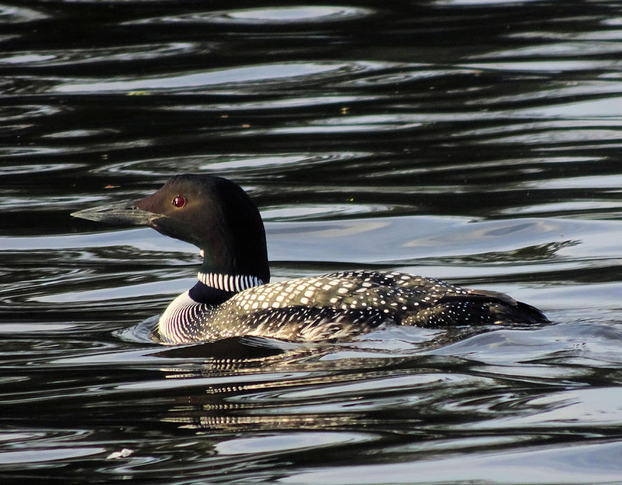 Uncommon Visitor - Common Loon Photograph by Karen Stansberry