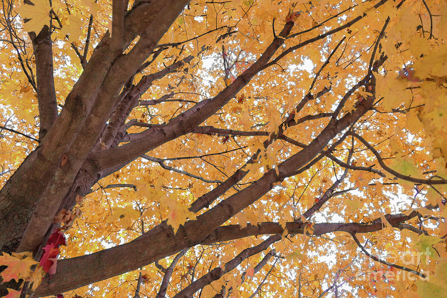 Under a Golden Maple Photograph by Bentley Davis