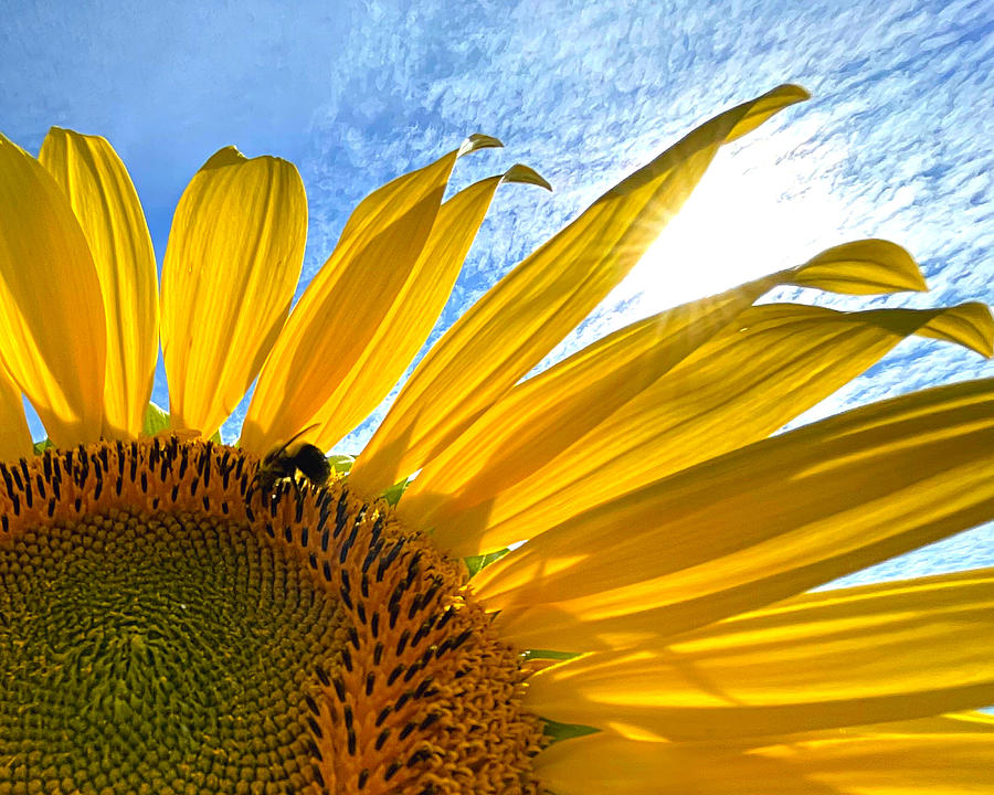 Under a Sunflower and Sun Photograph by Lee Darnell