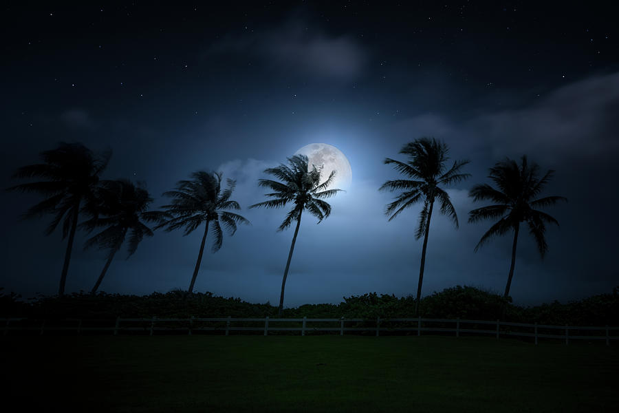 Under a Tropical Moon Photograph by Mark Andrew Thomas