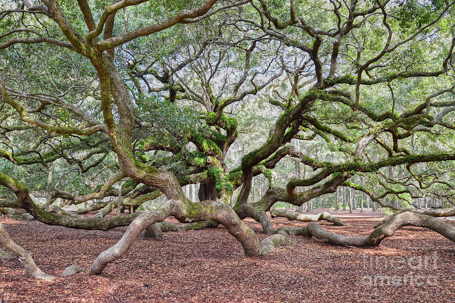 Under Angel Oak Photograph