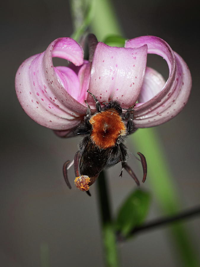 Under buzzing. Turks cap lily Photograph by Jouko Lehto