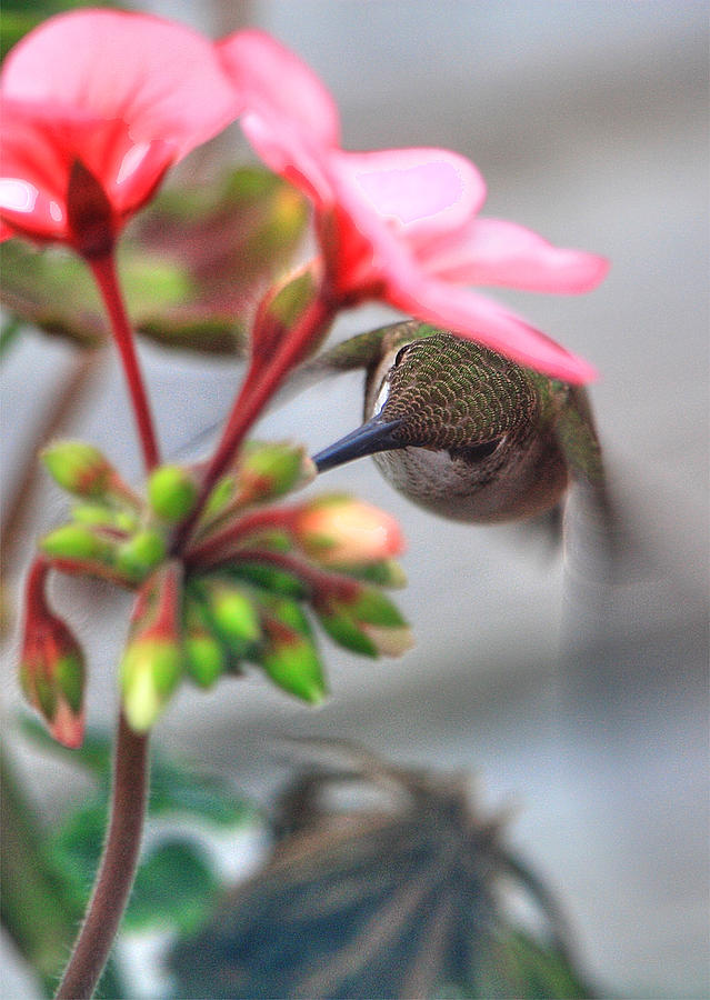 Under Cover Humming Bird Photograph by David Matthews