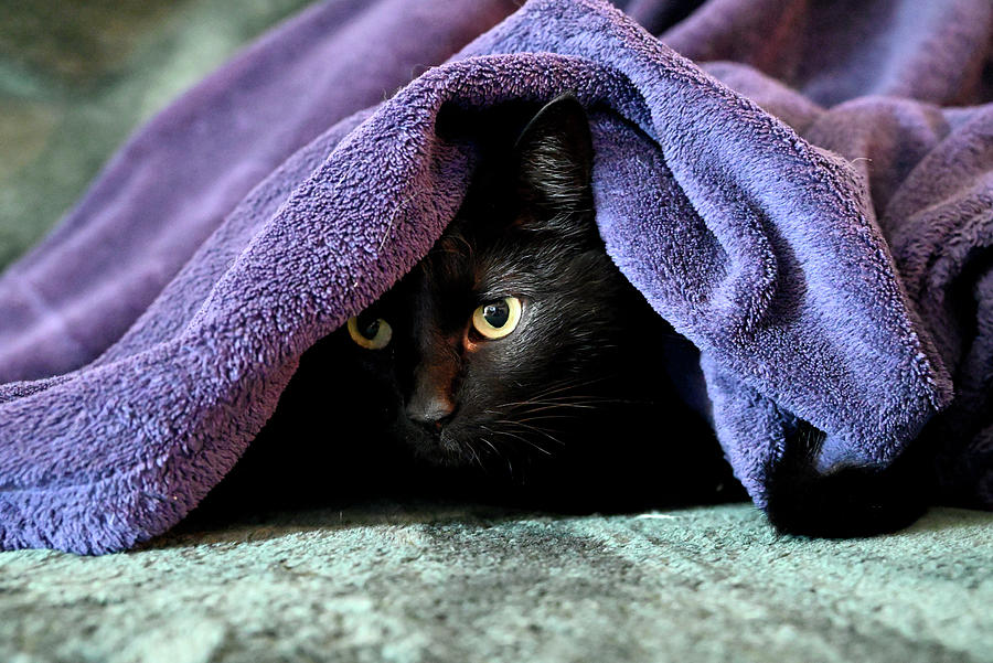 Under Cover Kitten Kaboodle Photograph
