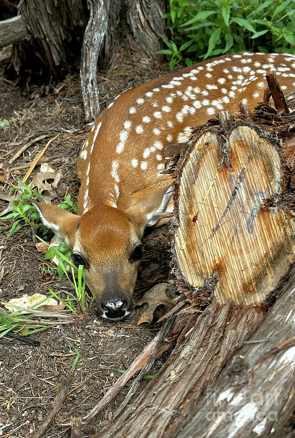 Under some tree limbs, a young fawn lies motionless on the ground. Photograph by Gunther Allen