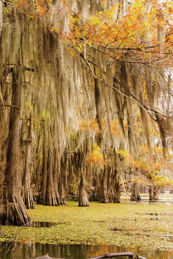 Under Spanish moss and bald cypress trees in autumn - Caddo Lake Photograph by Ellie Teramoto