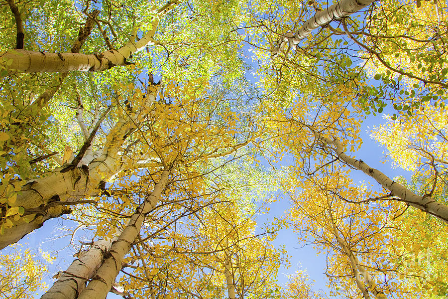 Under the Aspen Trees Photograph by Ruth Jolly