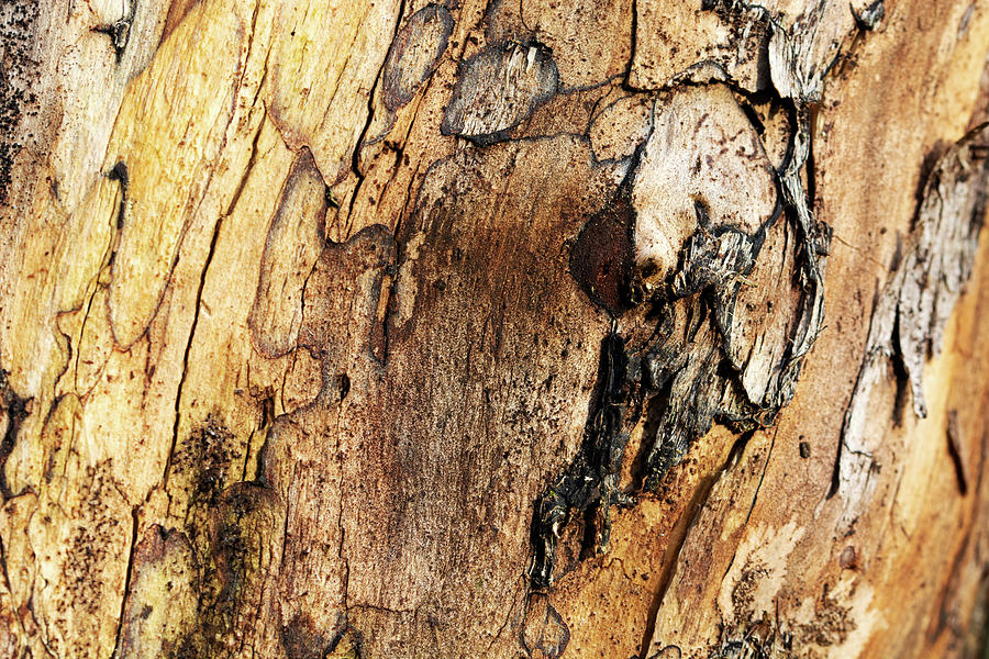 Nature Photograph - Under The Bark by Alternative Perspectives