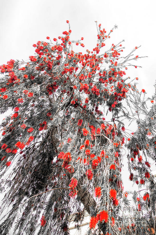 Flower Photograph - Under the Bottlebrush Tree 04 SC by Elisabeth Lucas