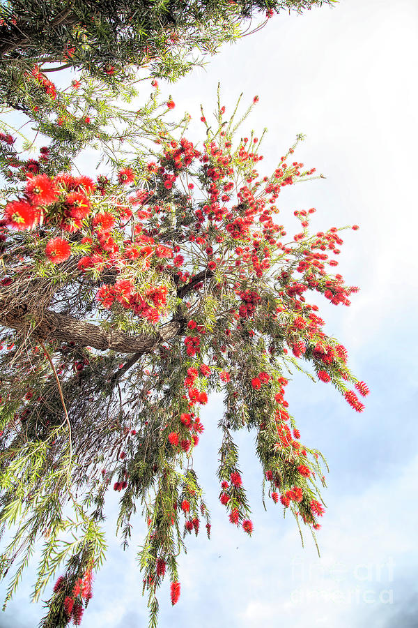 Flower Photograph - Under the Bottlebrush Tree Two by Elisabeth Lucas