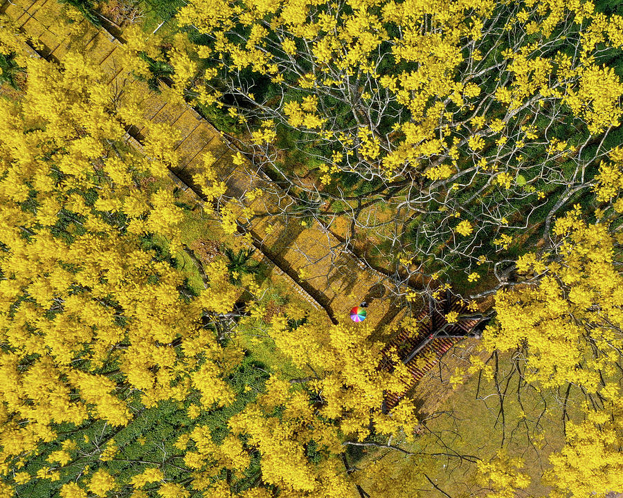 Under The Canopy Of Brilliant Yellow Flowers Photograph by Khanh Bui Phu
